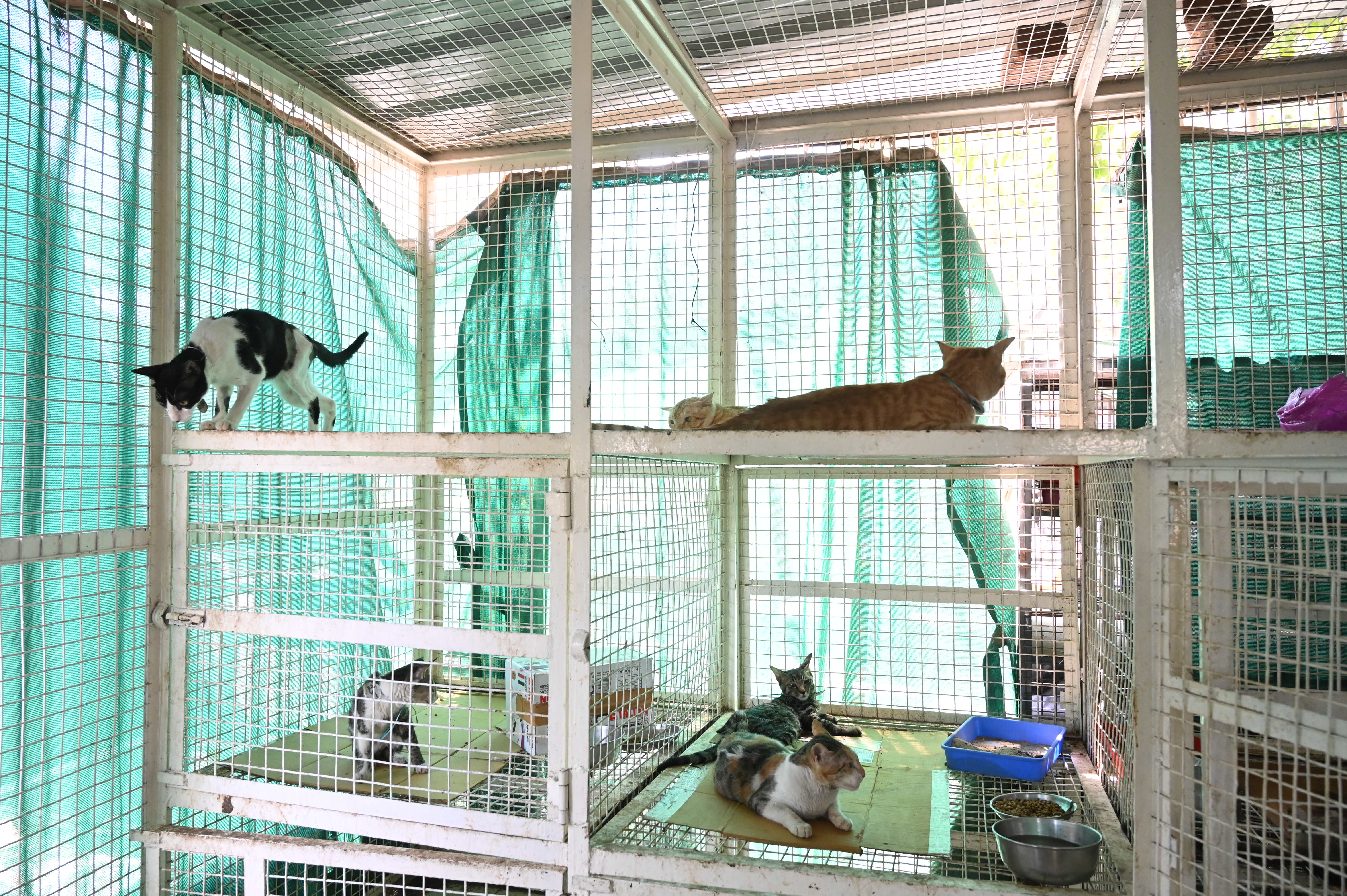Cat Ward