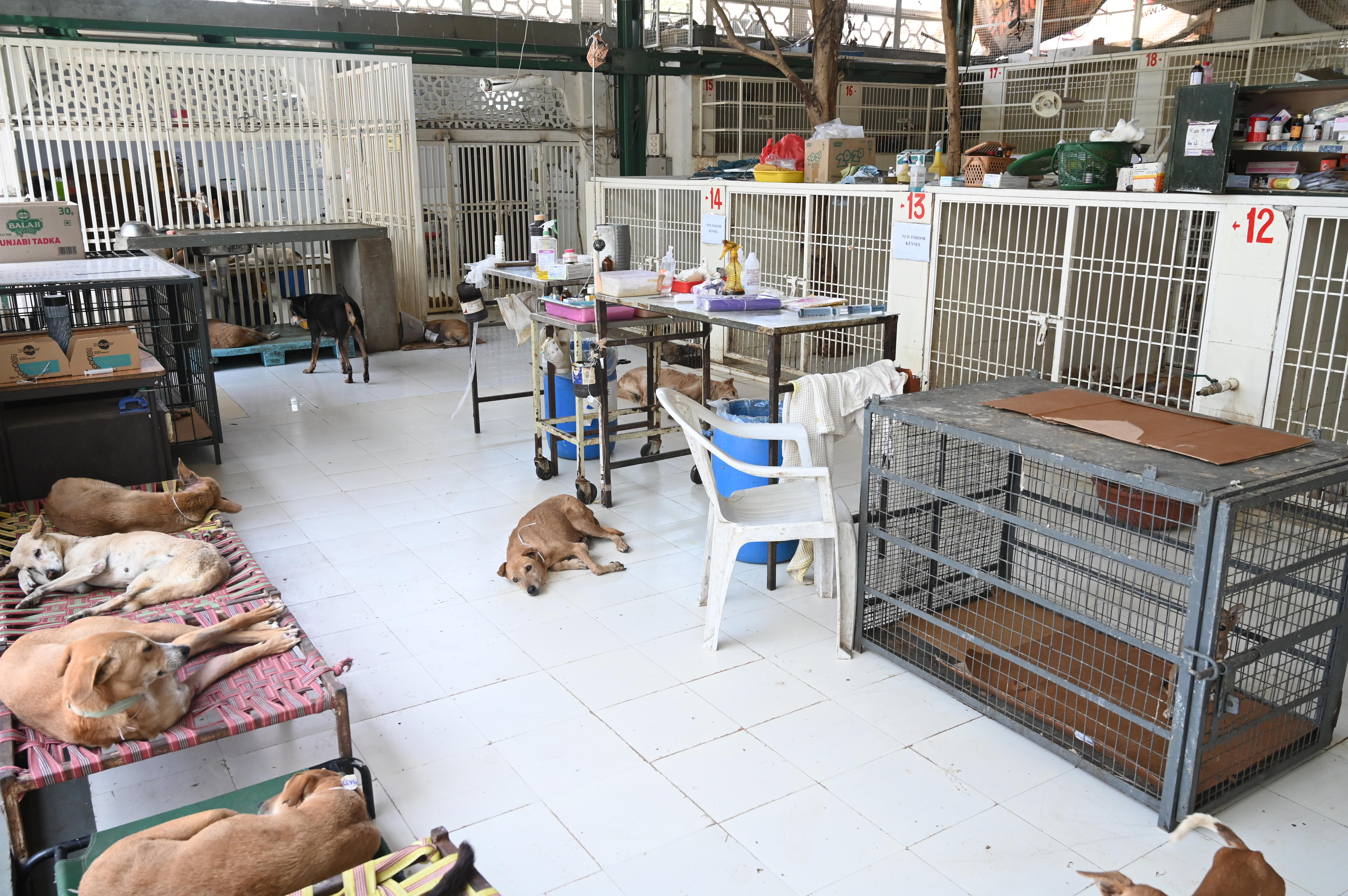 Dog Kennel