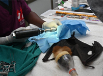 Surgical Electric Drill