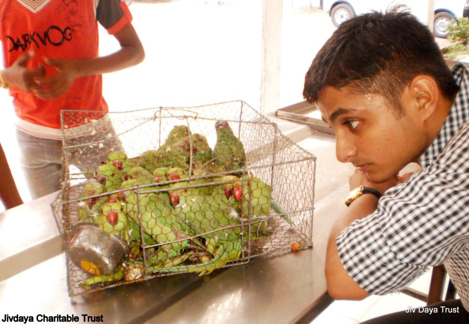 Parakeets in cage