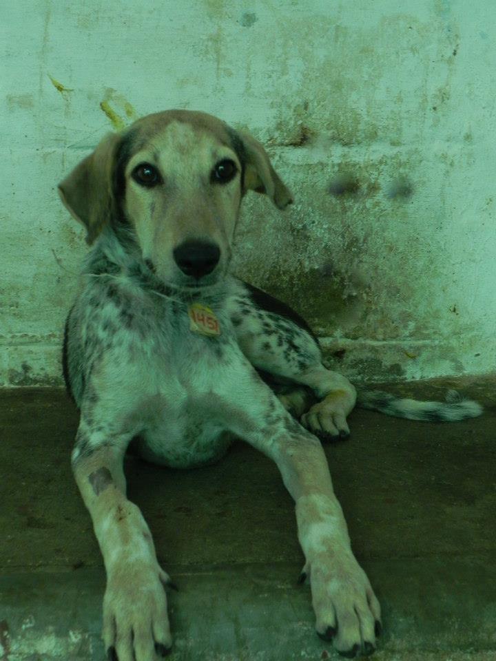 The dog recovered fully after the operation