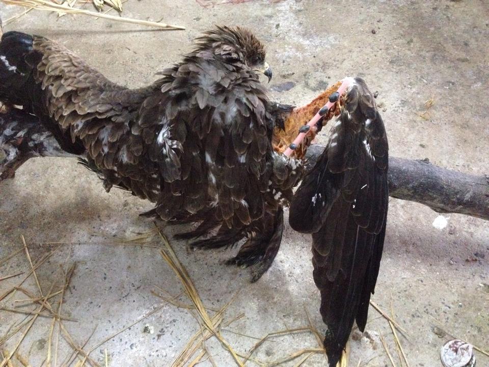 The bird post surgery, is already being able to use its wing. Therefore a successful Surgery!