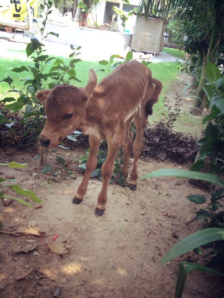 The calf growing well at JCT