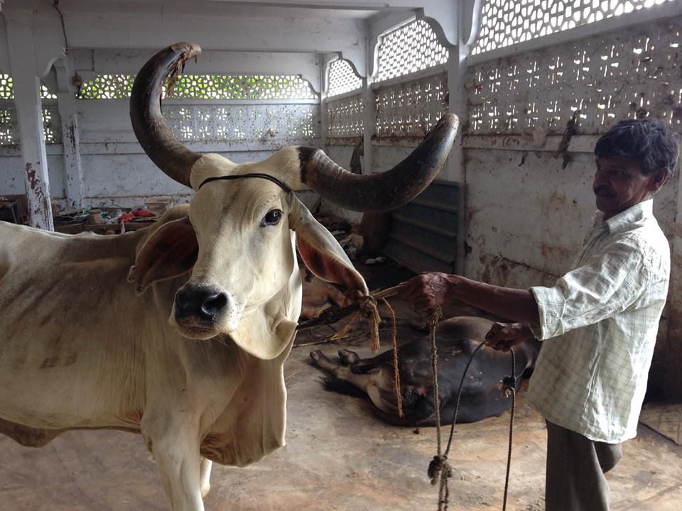 The cow's affected horn The cow's affected horn