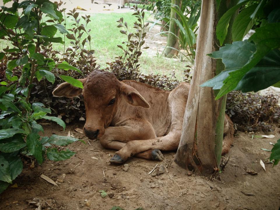 The calf resting at JCT