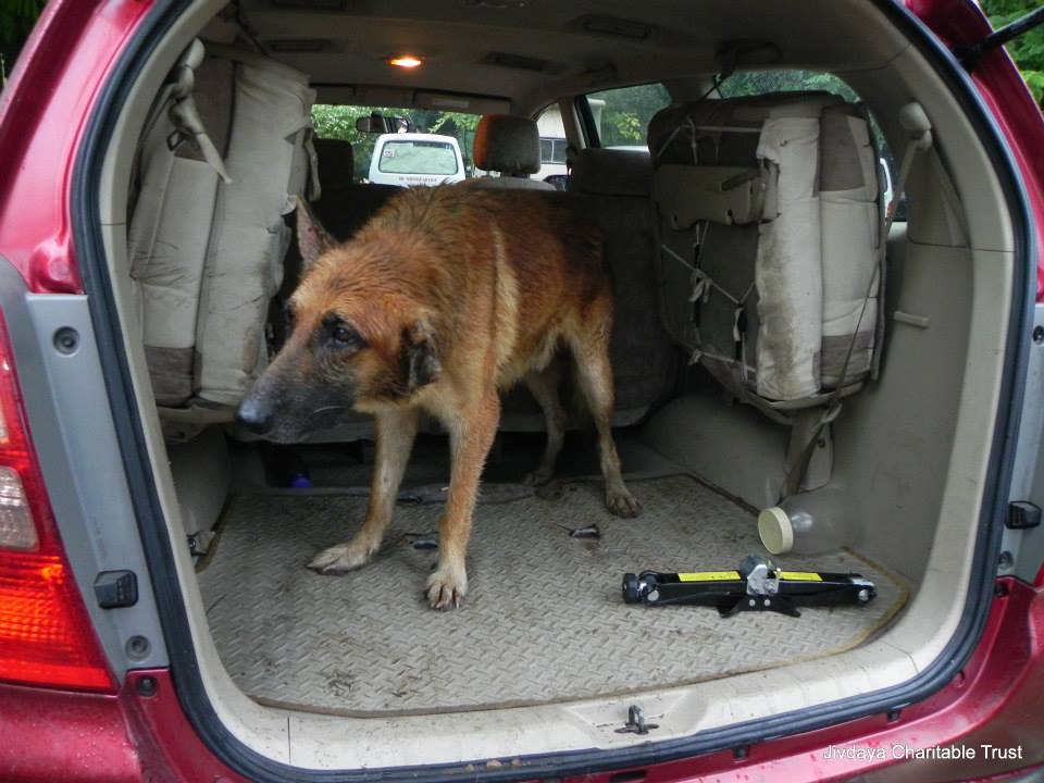 The abandoned dog rescued and got to Jivdaya