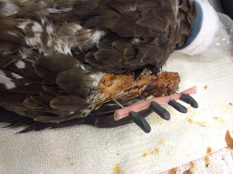 The final fixation complete by covering the exposed road with emseal to avoid injury to the bird