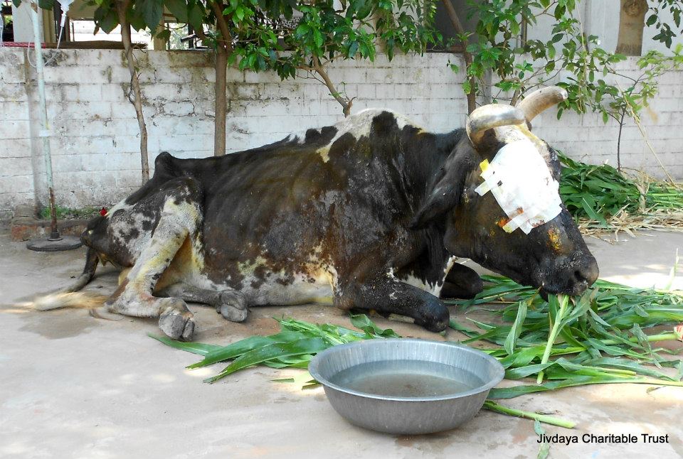 the dressing done on the cow's eye