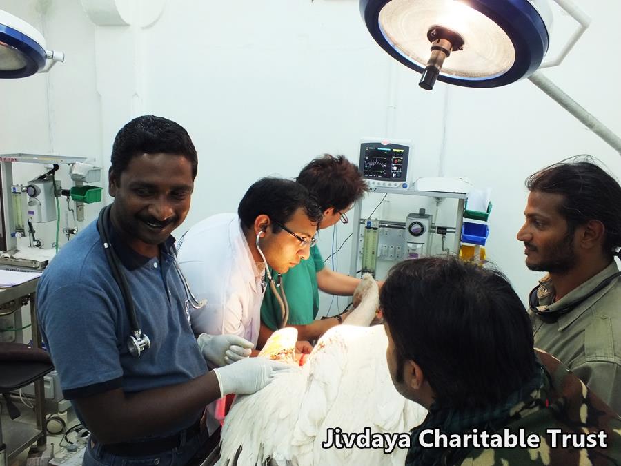 Doctor's operation on the pelican
