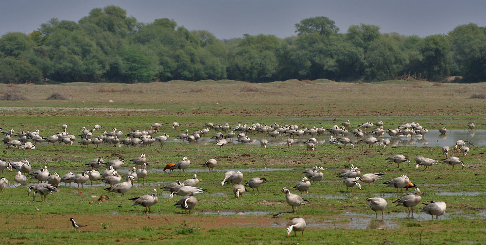 bar-headed-geese-anser-indicus-scape-at-bharatpur