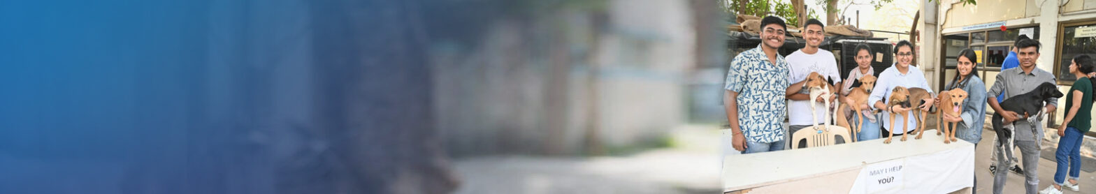 cat-banner