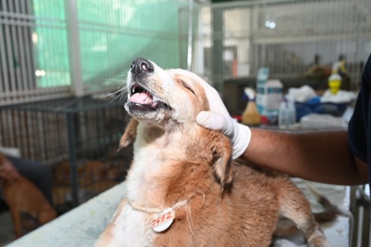 animal-1