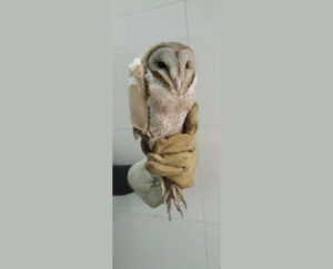 avian