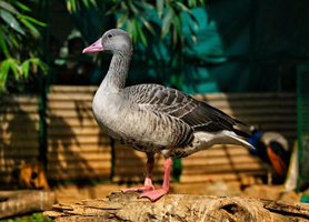 avian-rehab-cover-photo