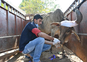 cows-in-gujarat-cover-photo