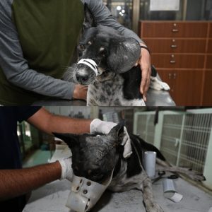 pawsome-7