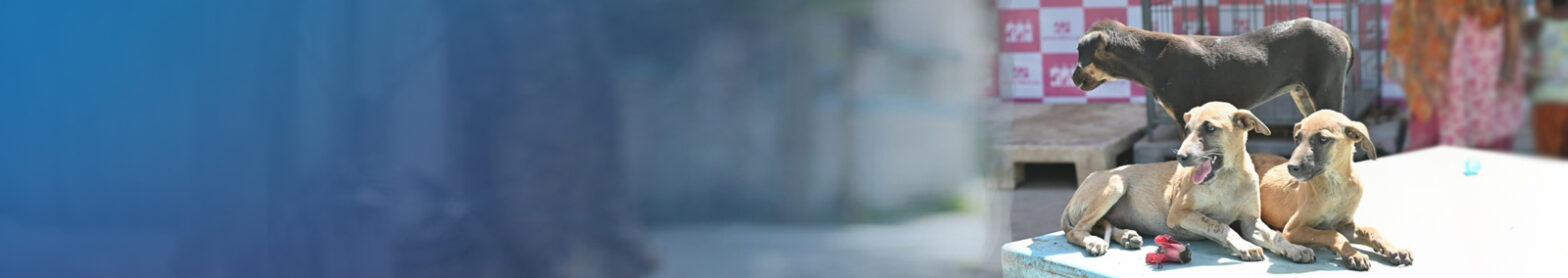 process-for-adoption-banner