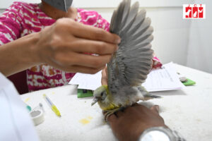 baby-bird-2