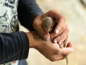 baby-mongoose-2