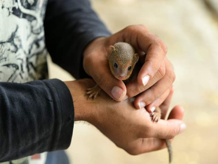baby-mongoose-2