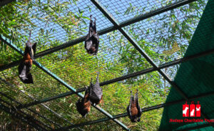 bat-2