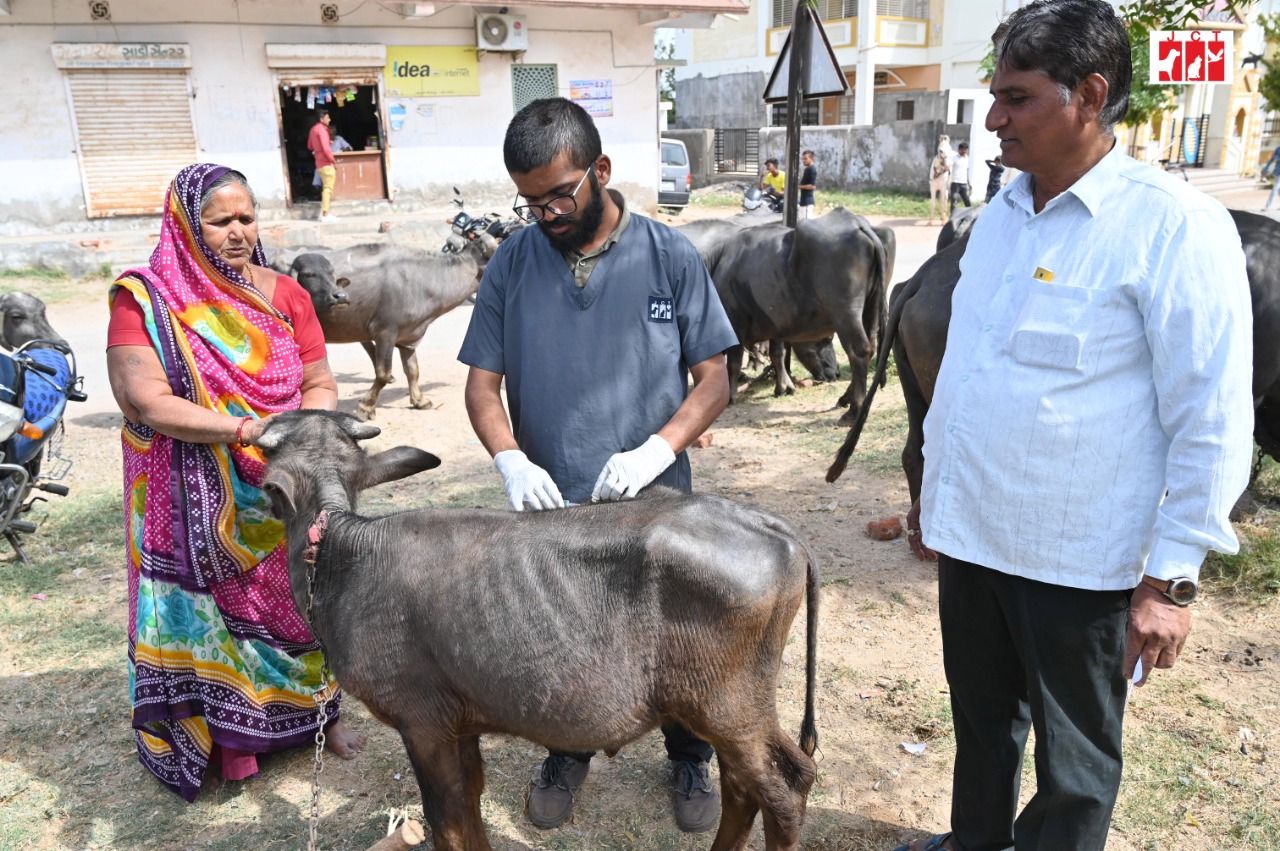 cattle_camp_3