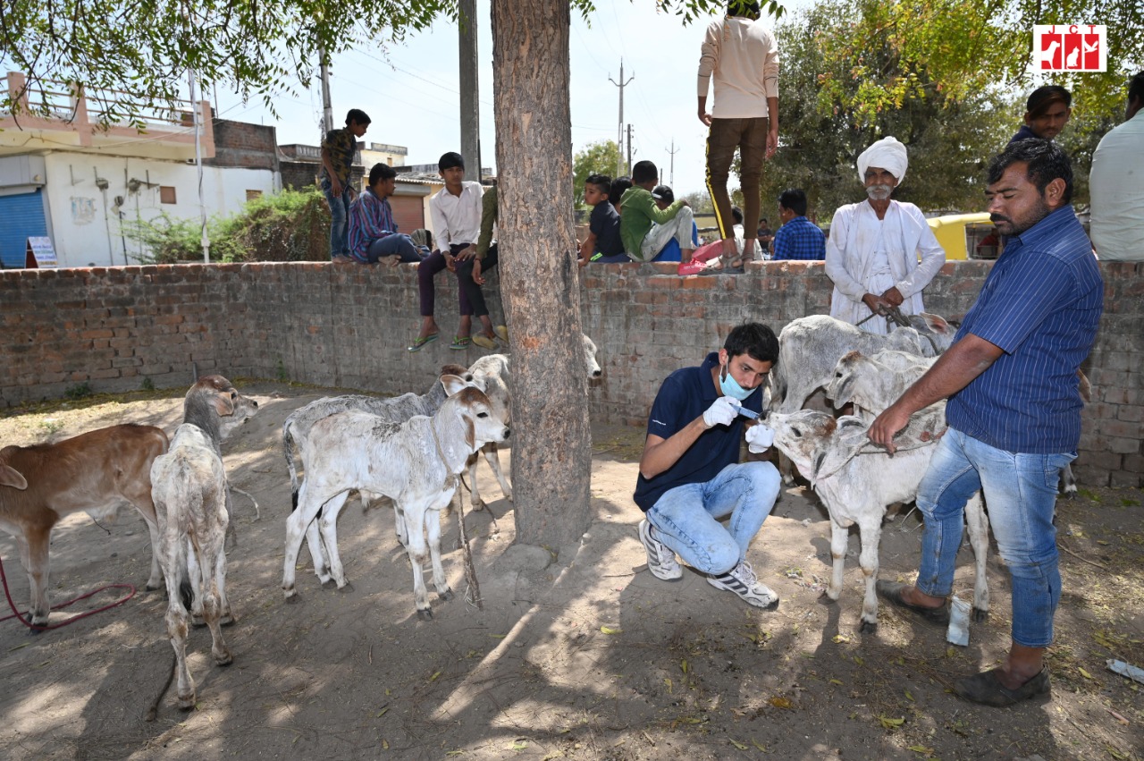 cattle_camp_8