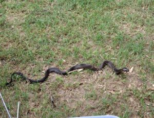 cobra-with-spinal-trauma-1