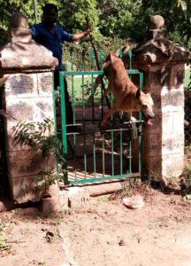 dog-impaled-by-garden-fence-1