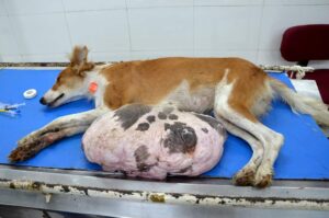 gigantic-lipoma-in-dog-3