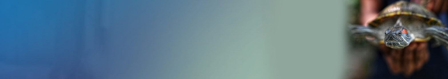 overview-banner