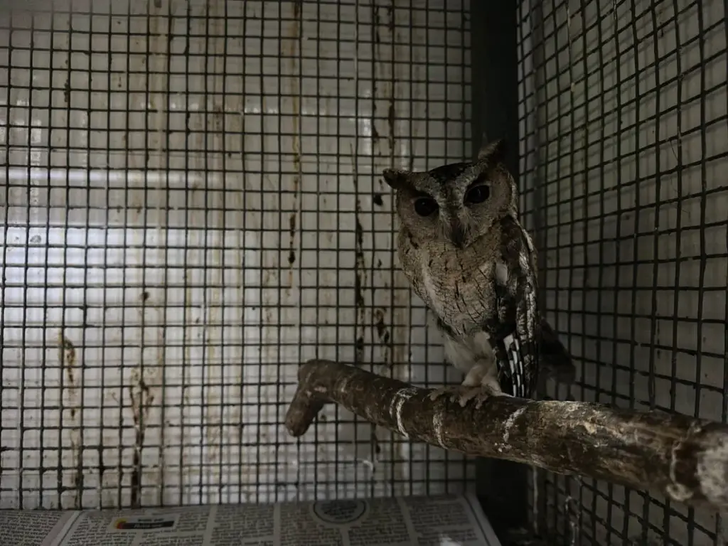 August-owl