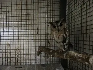 August-owl