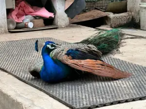 August-peacock