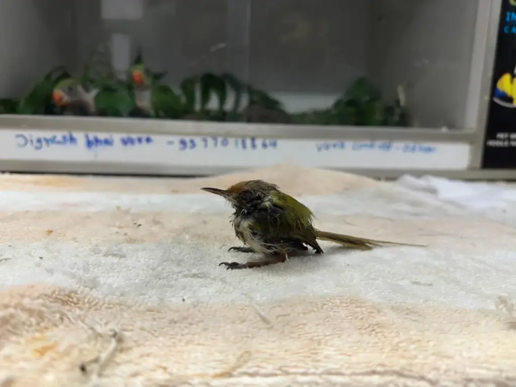 bird-folder-photo-1