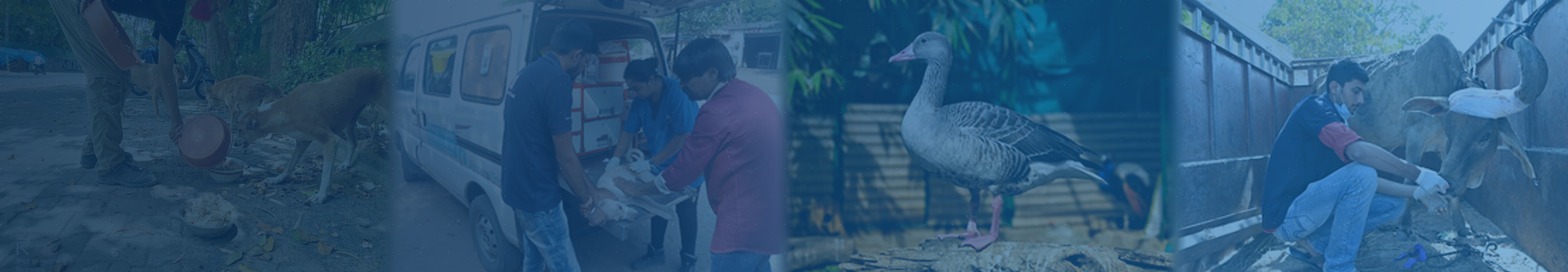 projects-banner